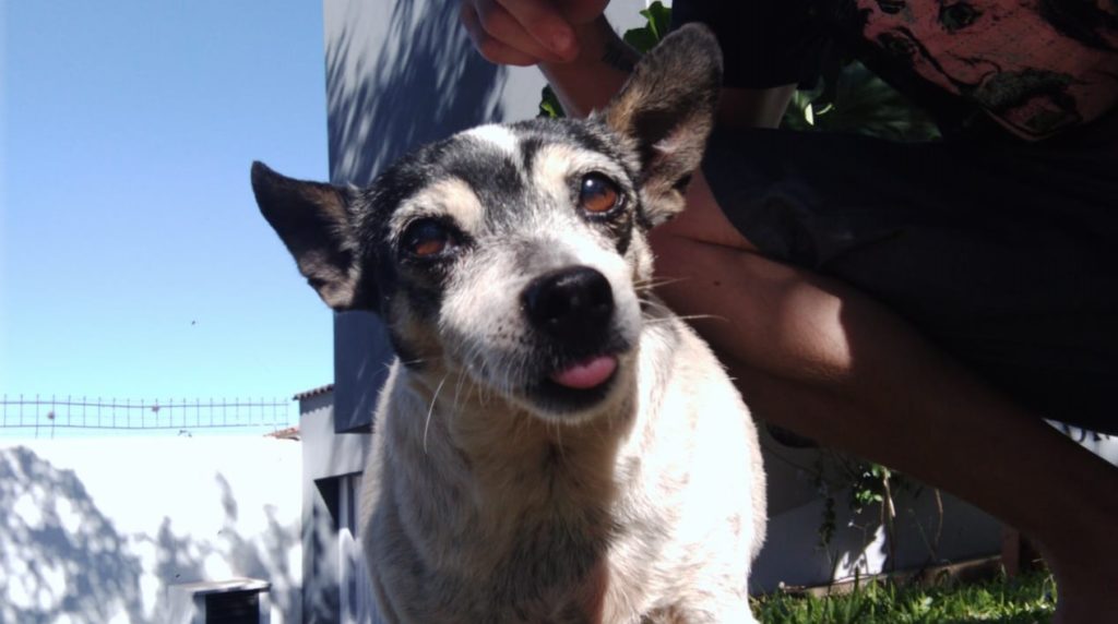 Cachorrinha foi encontrada no Centro de Cascavel