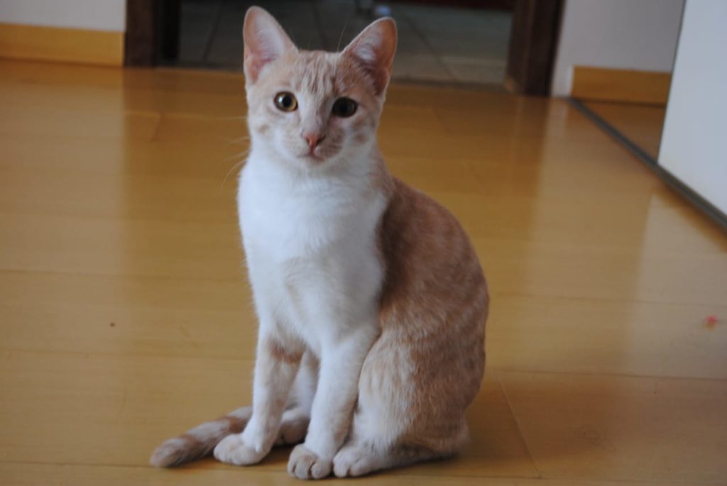 Nala está perdida no Bairro Tropical