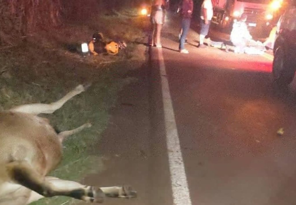 Atropelamento de animal no trecho entre Cafelândia e Nova Aurora deixa homem em estado grave; ele foi transferido à Cascavel