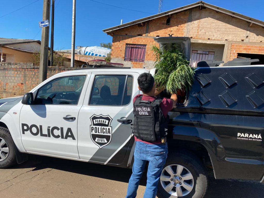 Polícia Civil encontra laboratório de maconha em Ponta Grossa