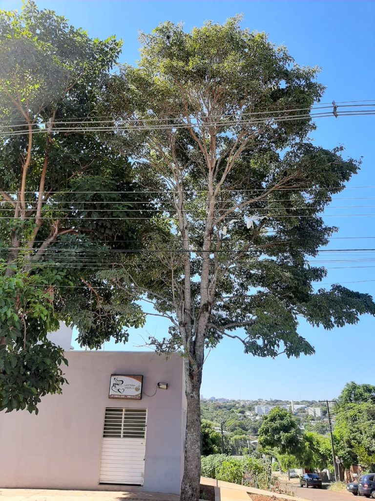 Internauta pede ajuda para retirar animal em árvore