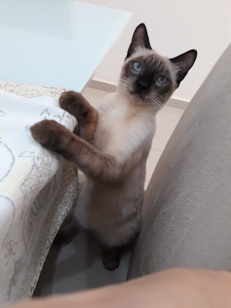 Gato ‘Faísca’ está desaparecido na região do Santo Onofre