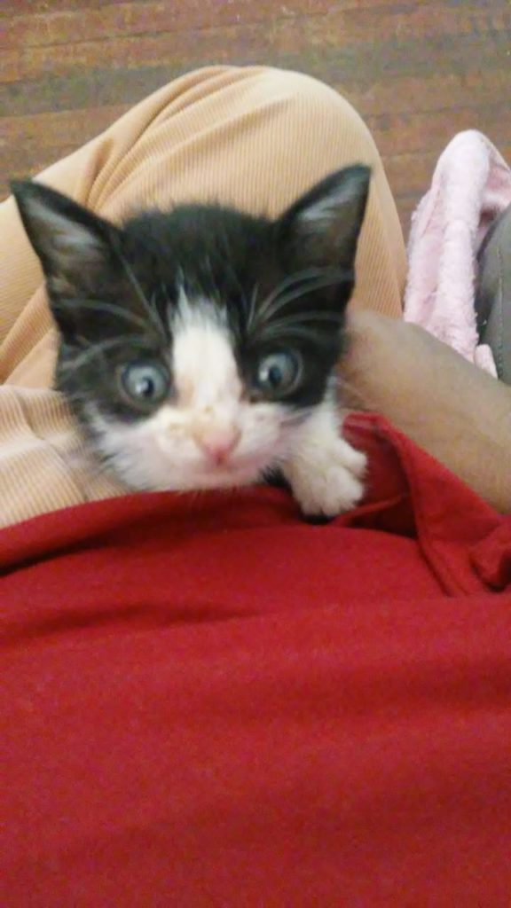 Internauta procura por gata de estimação que sumiu no Universitário