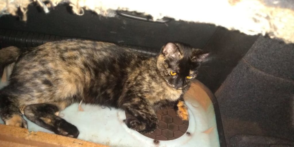 Internauta procura gatinha que sumiu do Jardim Colonial
