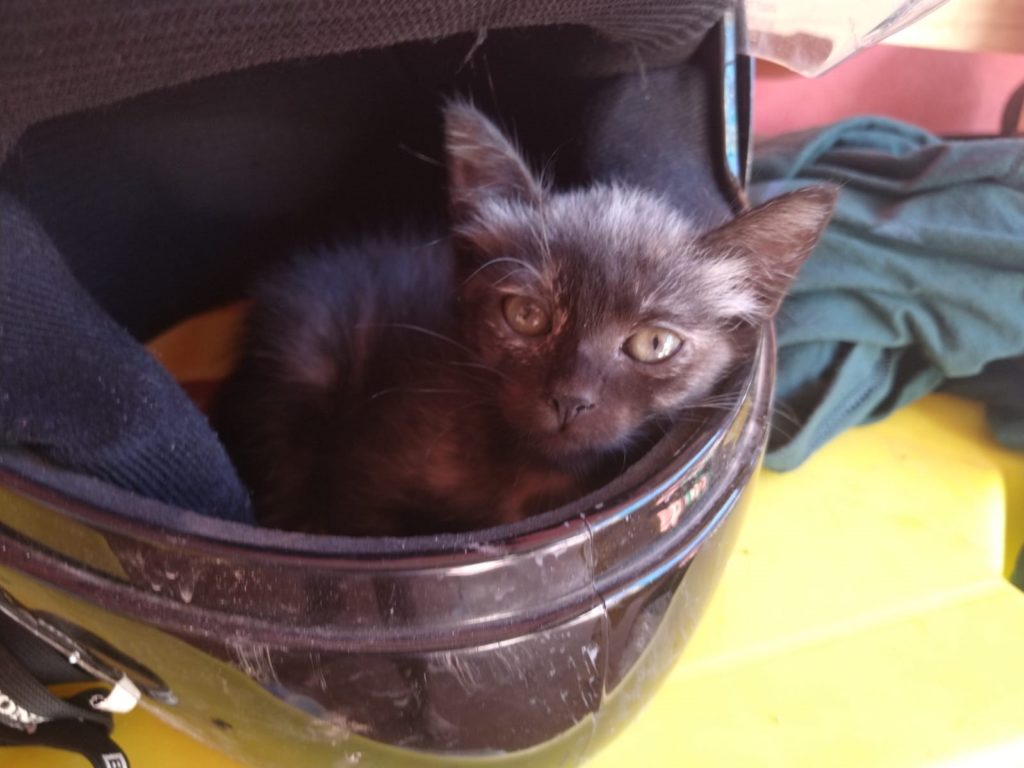 Gata sumiu na região do Bairro Morumbi