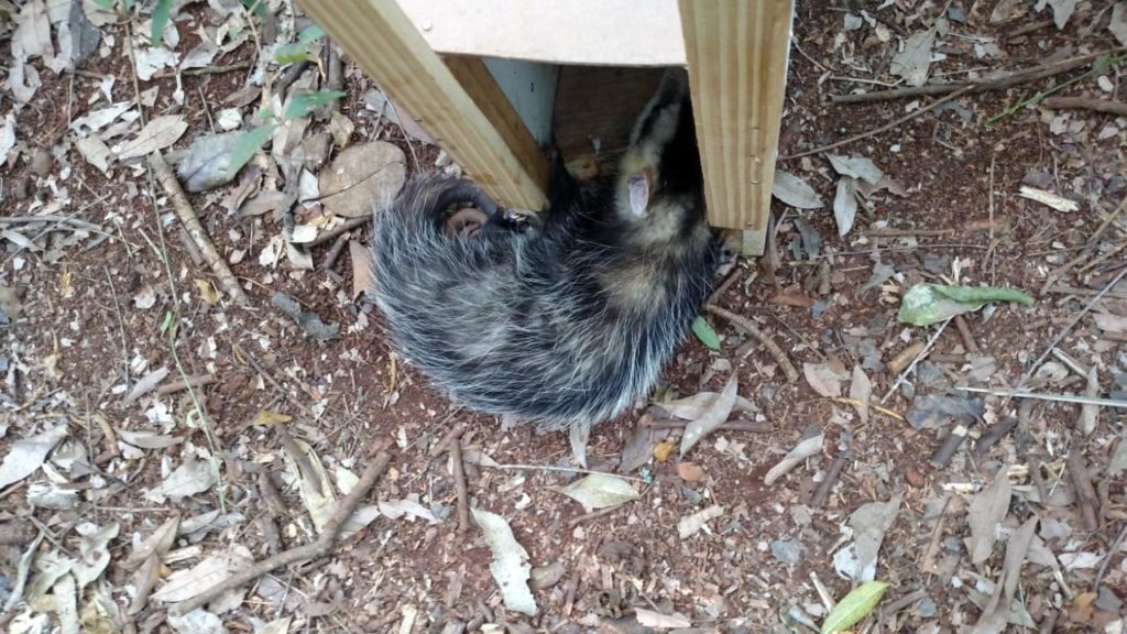 Gambá é capturado em residência e solto em área de preservação