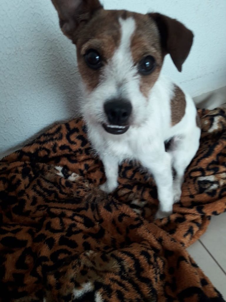 Max desapareceu no Bairro Maria Luíza