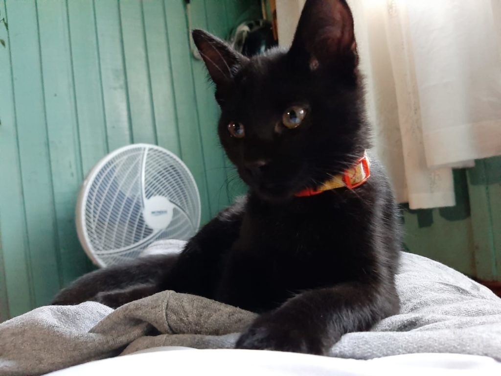 Abel está perdido no Bairro Periolo