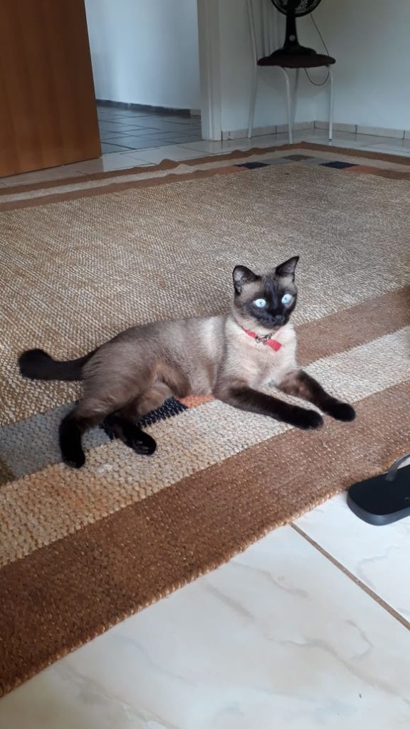 Gato desapareceu na região do Bairro Alto Alegre