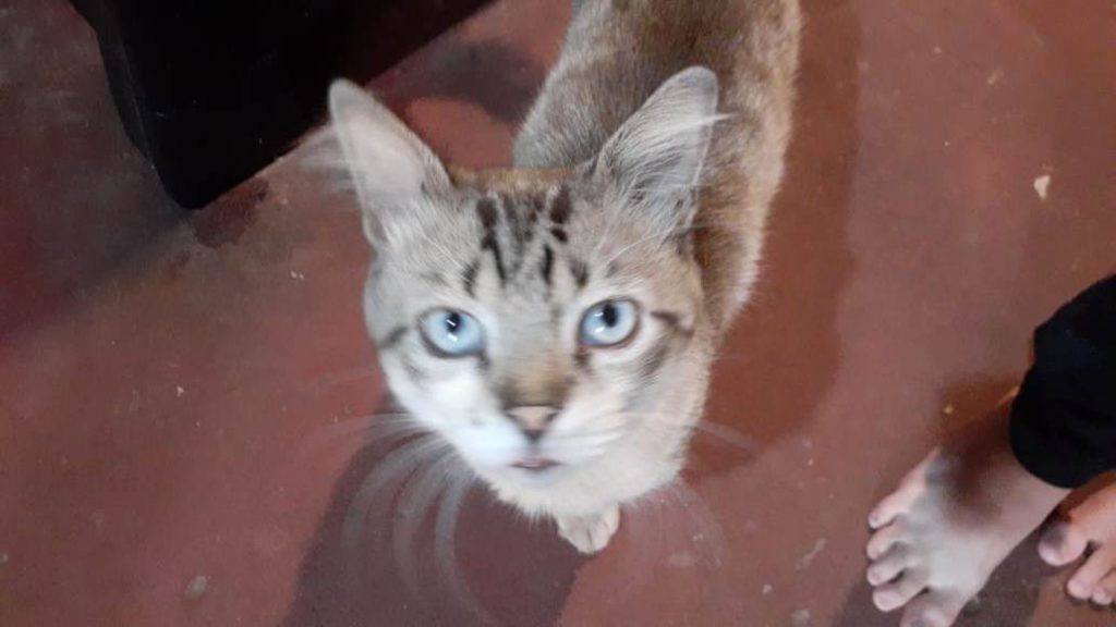 Gato é encontrado no Bairro Santa Cruz