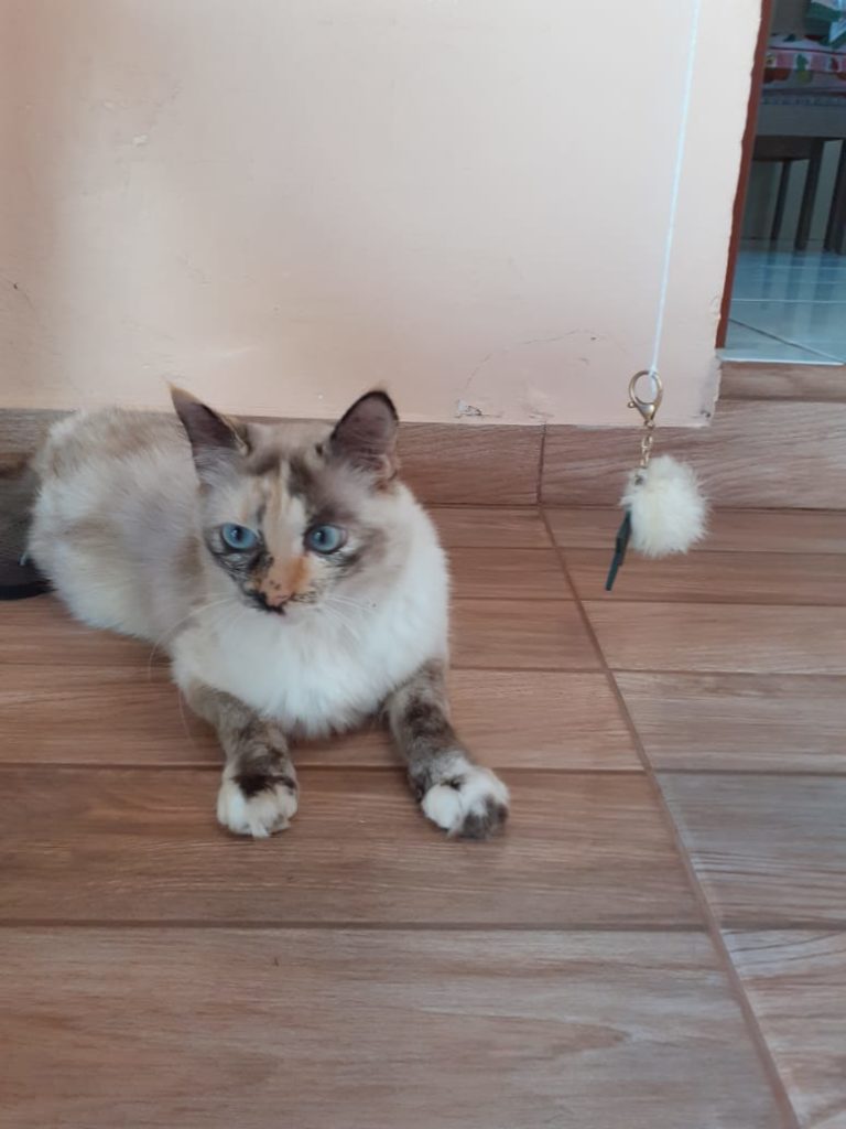 Pepê desapareceu no Bairro Universitário