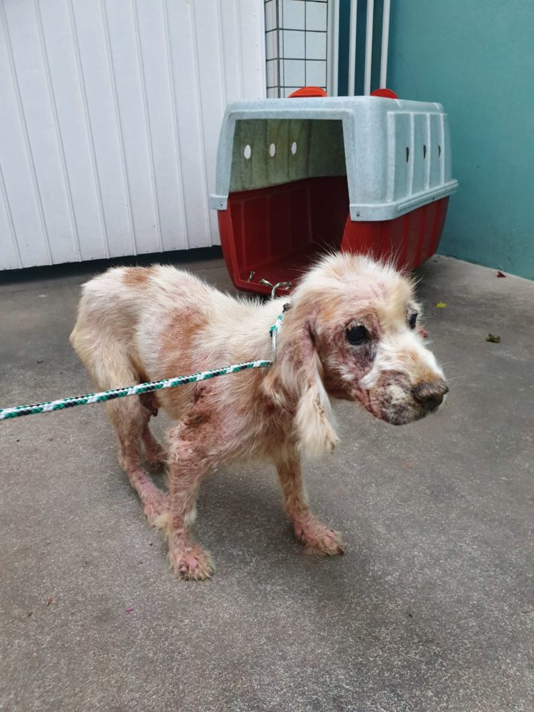 Cães são resgatados em canil clandestino em Bocaiúva do Sul