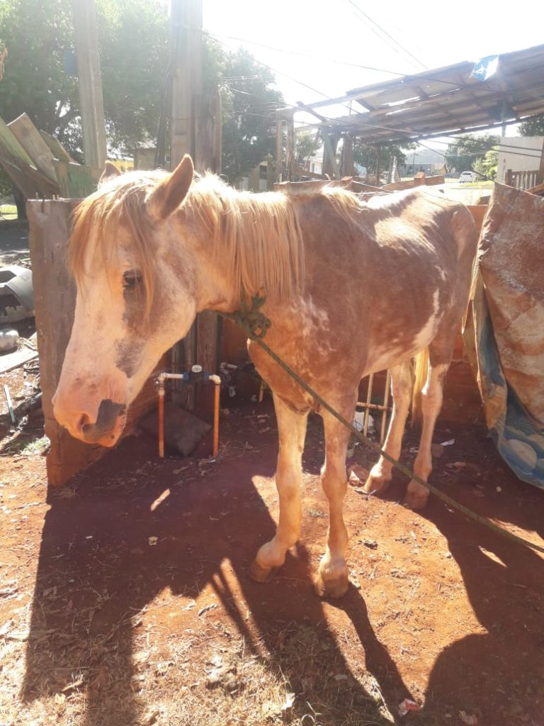 Morador do Santo Onofre pede ajuda para encontrar cavalo que está desaparecido