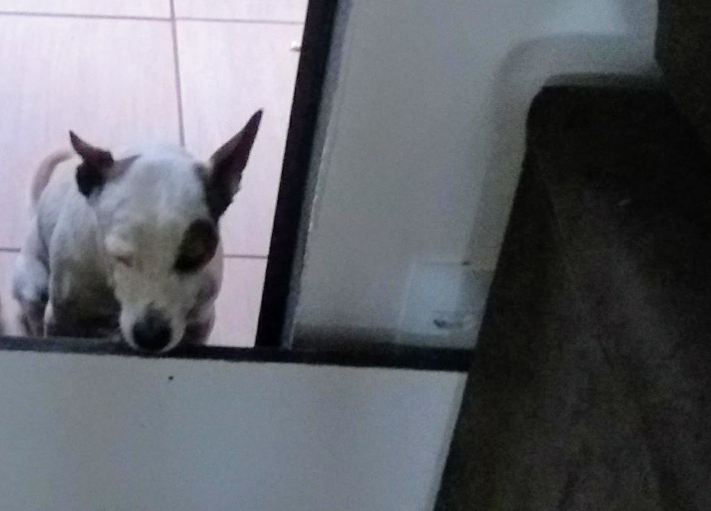 Internauta procura cão que sumiu no Bairro Santa Felicidade