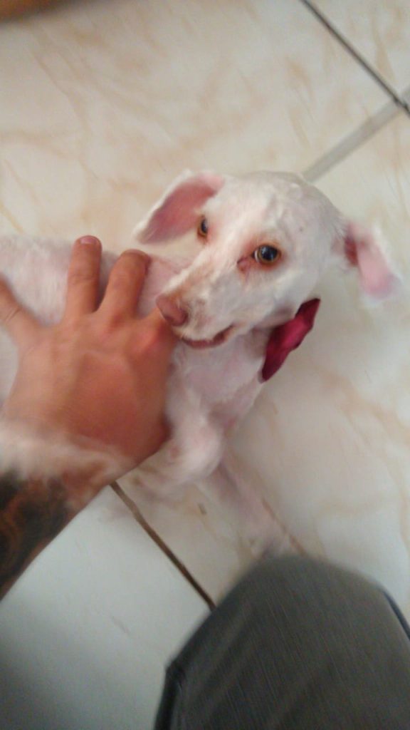 Internauta procura por cachorro que sumiu no Bairro Santa Felicidade