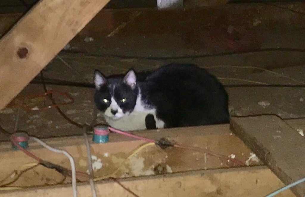 Internauta procura dono de gato que está escondido em forro de residência