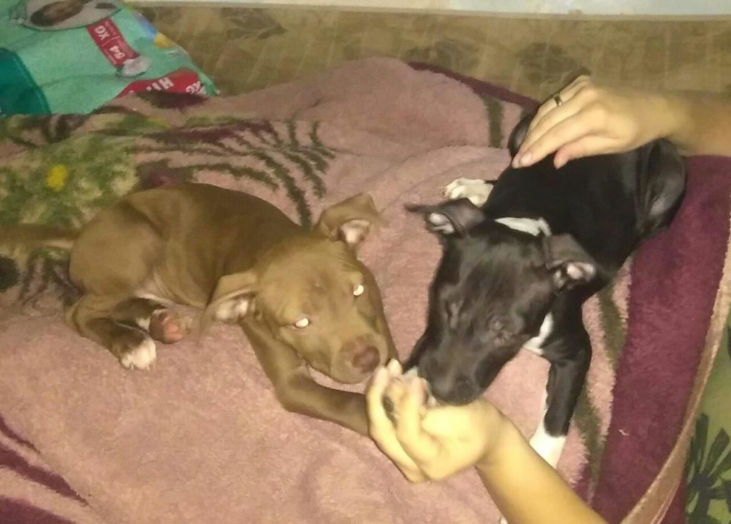 Internauta procura por cães que sumiram no Bairro Periolo