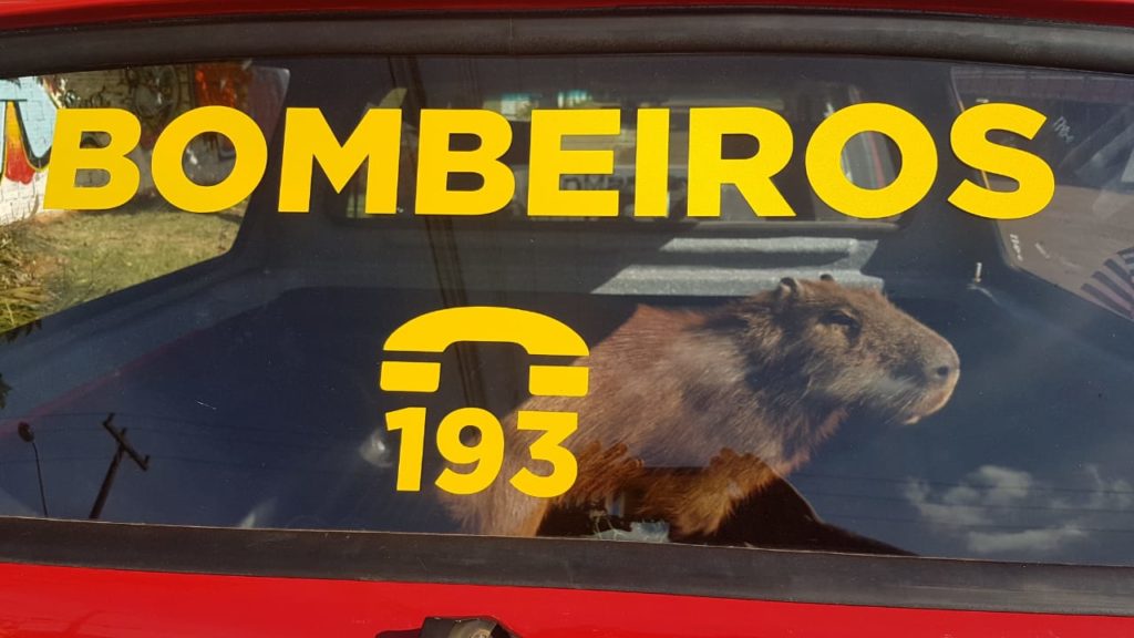 Capivara é capturada em imóvel no Bairro Santo Onofre