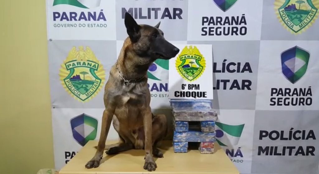 Equipe de Operações com Cães, do Choque, apreende 12 kg de maconha em Cascavel
