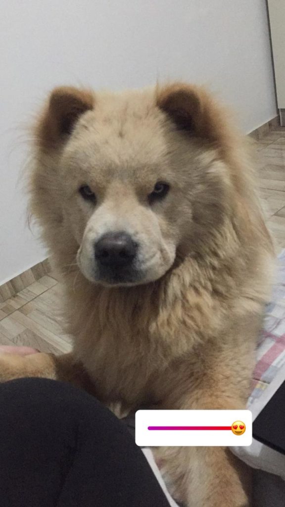 ‘Gordo’ está perdido no Bairro Santa Felicidade