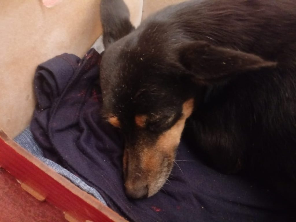 Cachorrinha foi encontrada na Rua Ipanema