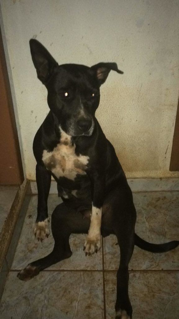 Nala desapareceu entre os Bairros Alto Alegre e Santa Cruz