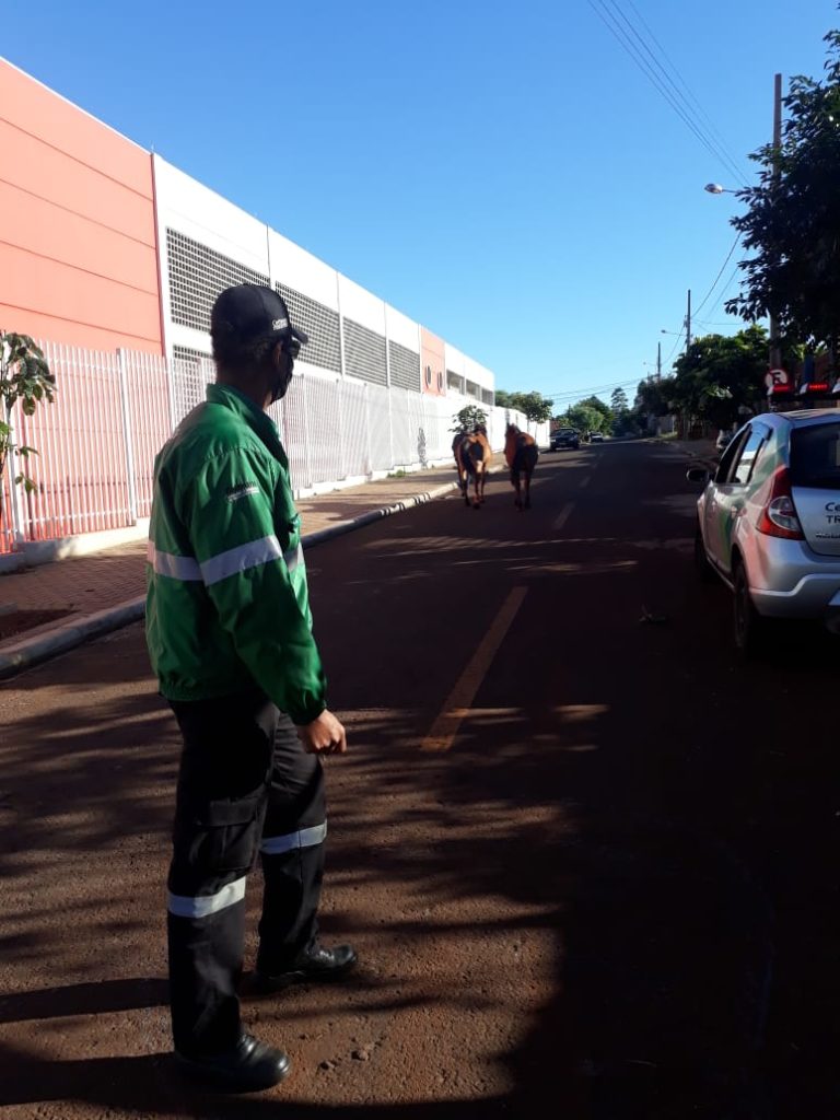 Cavalos soltos causam transtornos no Bairro Santa Cruz