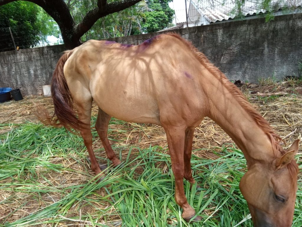 ‘Dengoso’ fugiu no Bairro Universitário