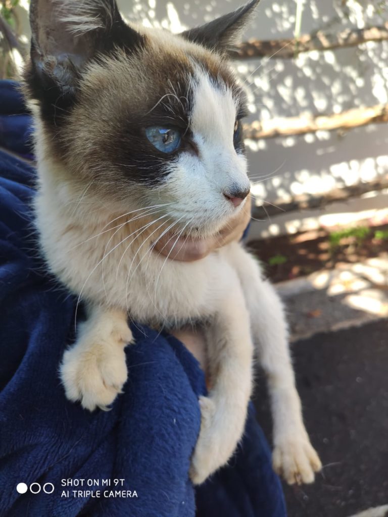 Internauta procura por dono de gato localizado no Tropical