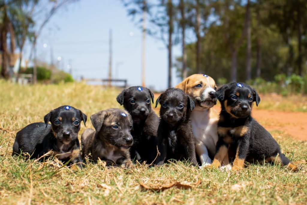Senado votará aumento de pena para quem ferir cães e gatos na próxima terça