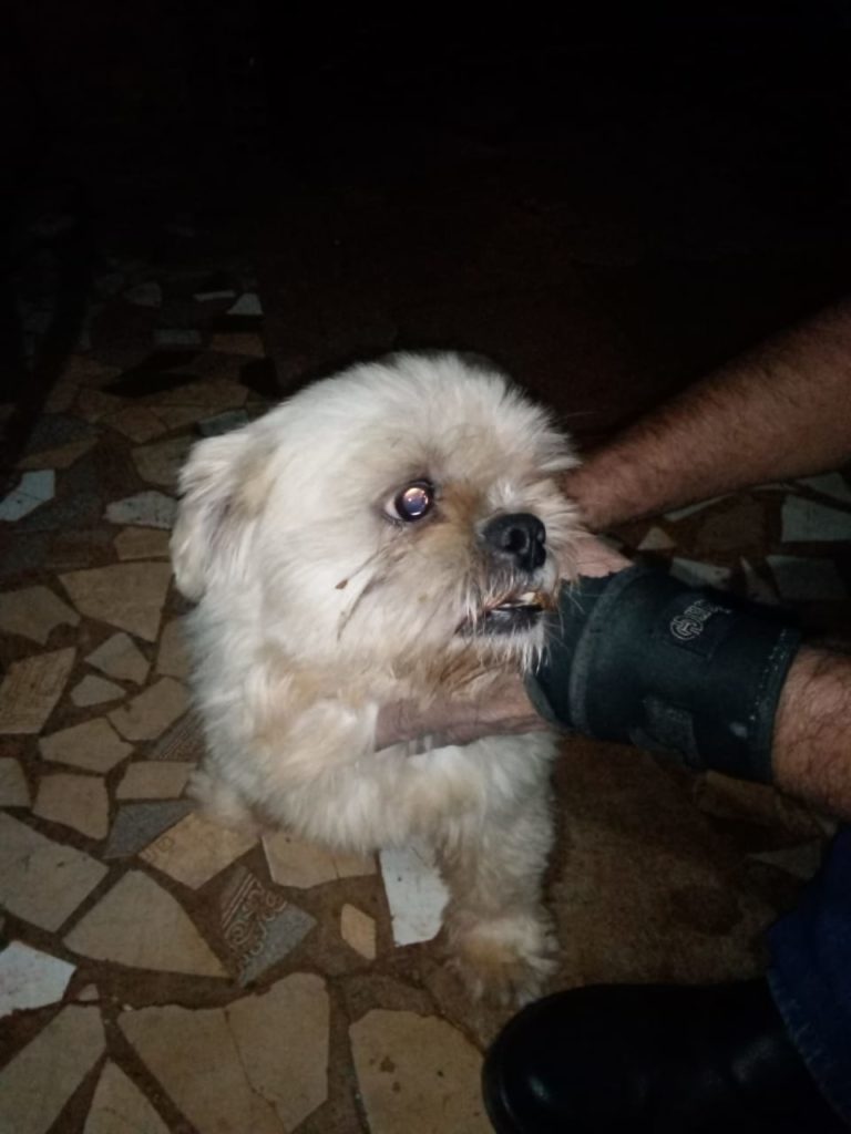 Internauta encontra cão e procura pelo dono