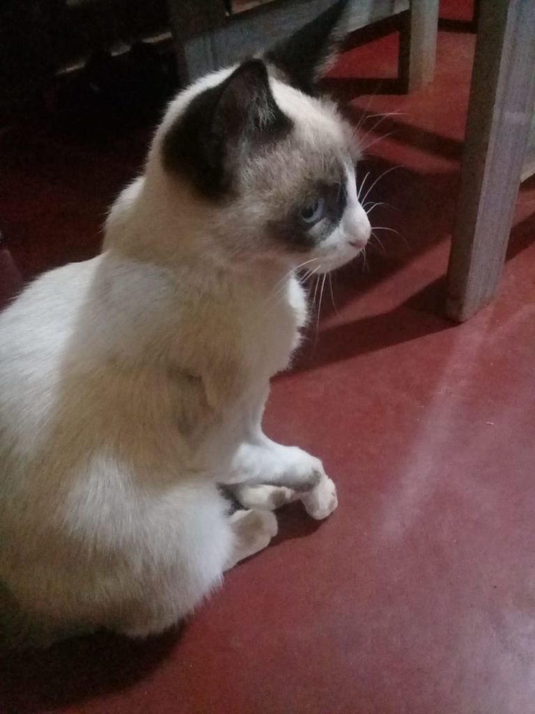 Mulher encontra gato na marginal da BR-277 e procura pelo dono