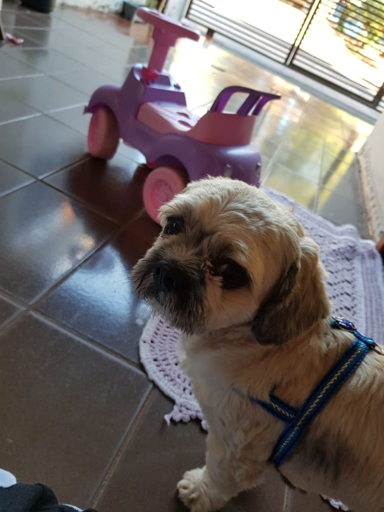 Internauta procura por cão que sumiu no Bairro Santos Dumont