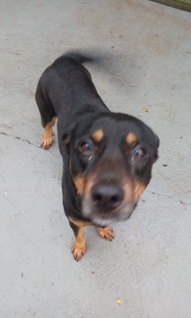 Cão foi encontrado no Bairro Santa Felicidade