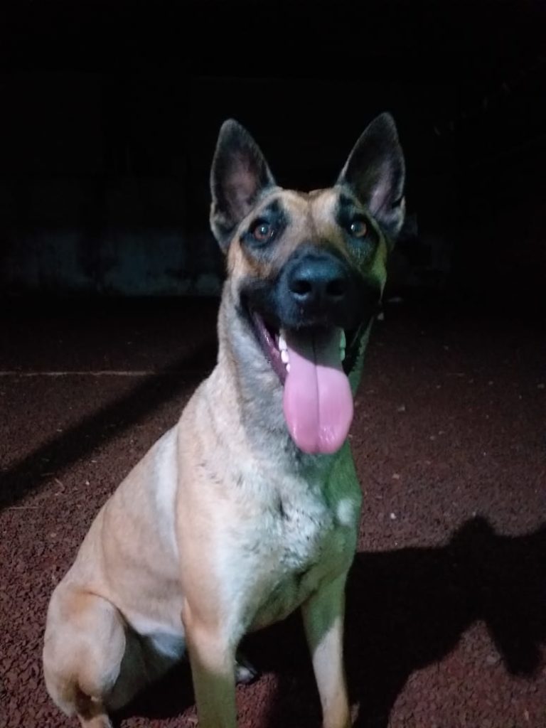 BPFron localiza cão policial que havia se perdido em Sede Alvorada