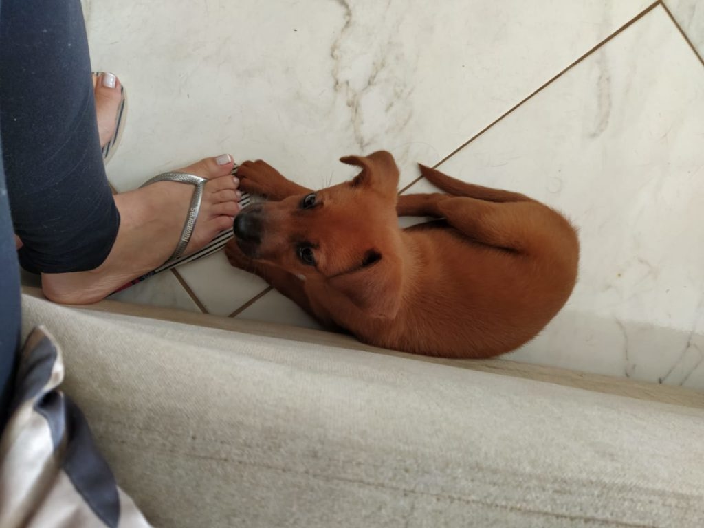 Cachorro é encontrado no Bairro Maria Luíza