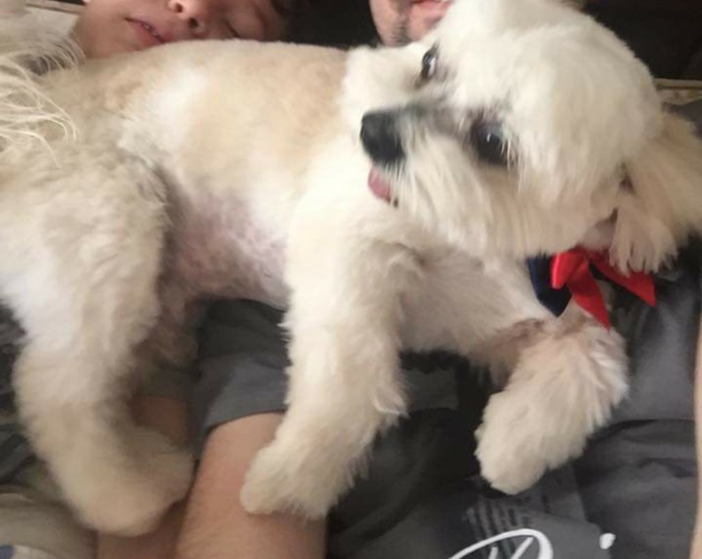 Theo está perdido no Bairro Parque São Paulo