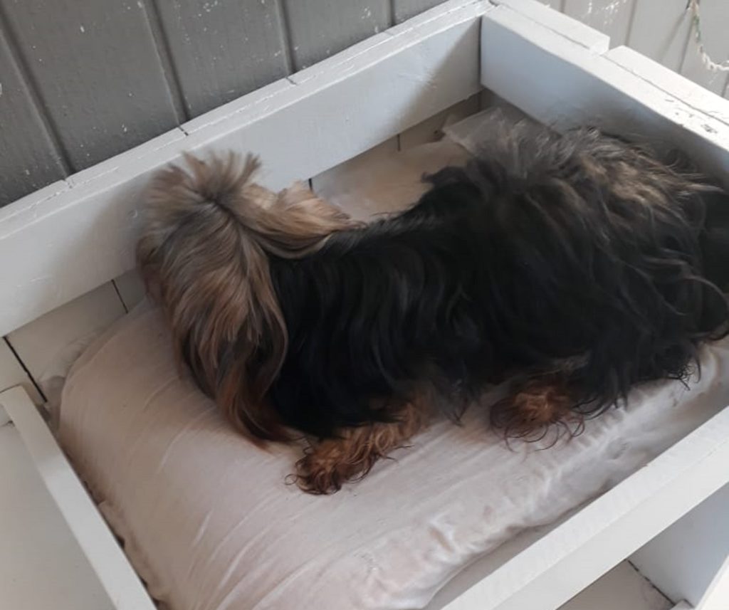 Cachorrinha foi encontrada no Jardim Novo Milênio