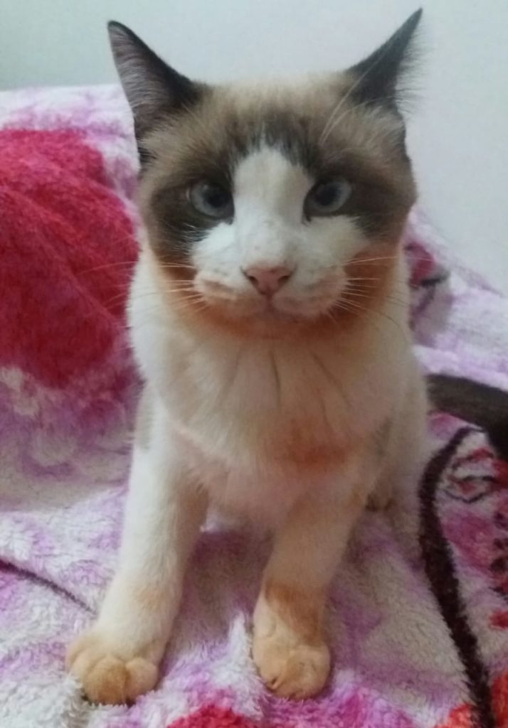 Gato desapareceu perto do Terminal Sul