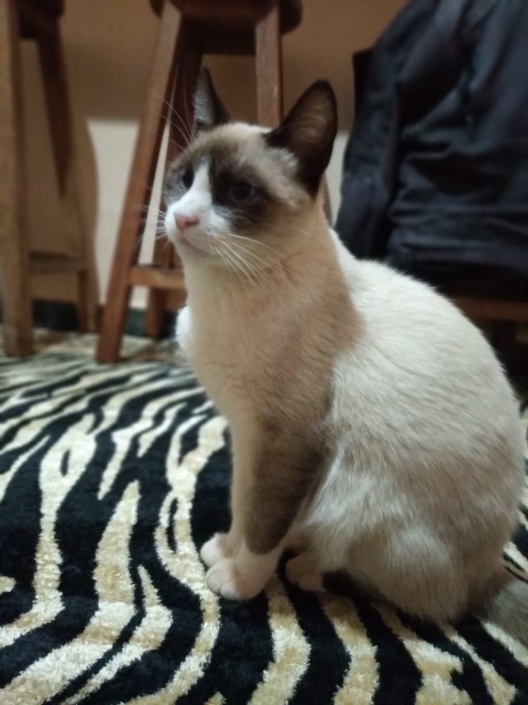 Gato de estimação está desaparecido na região do Pioneiros Catarinenses