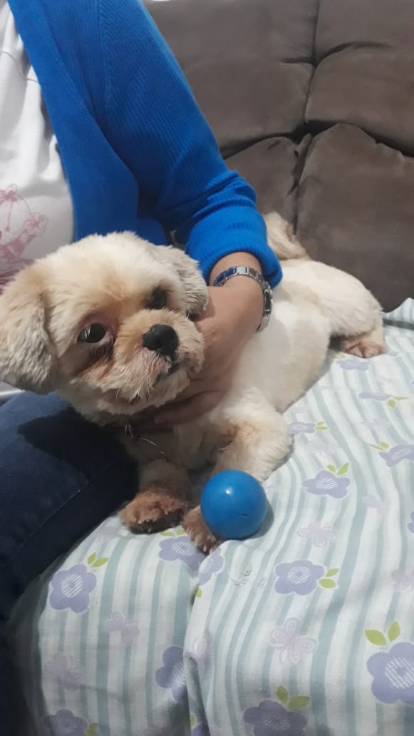 Cachorro foi encontrado no Bairro Clarito Imagem referente a Cachorro foi encontrado no Bairro Clarito