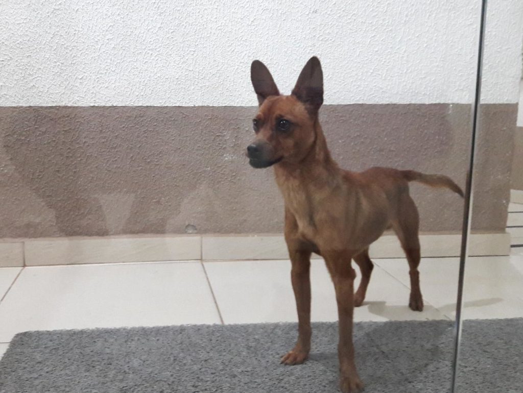 Cachorro é encontrado na Região do Lago, em Cascavel