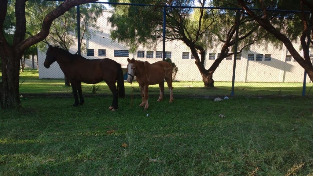Cavalos soltos preocupam moradora do Jardim Veneza