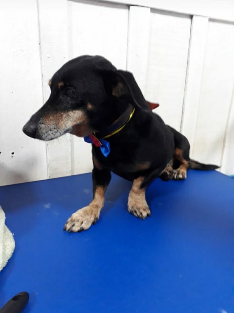 Cachorro é encontrado no Bairro Coqueiral