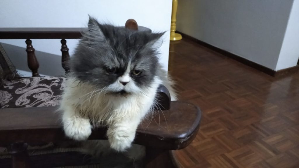 Gata desapareceu nas proximidades da Av. Tancredo Neves