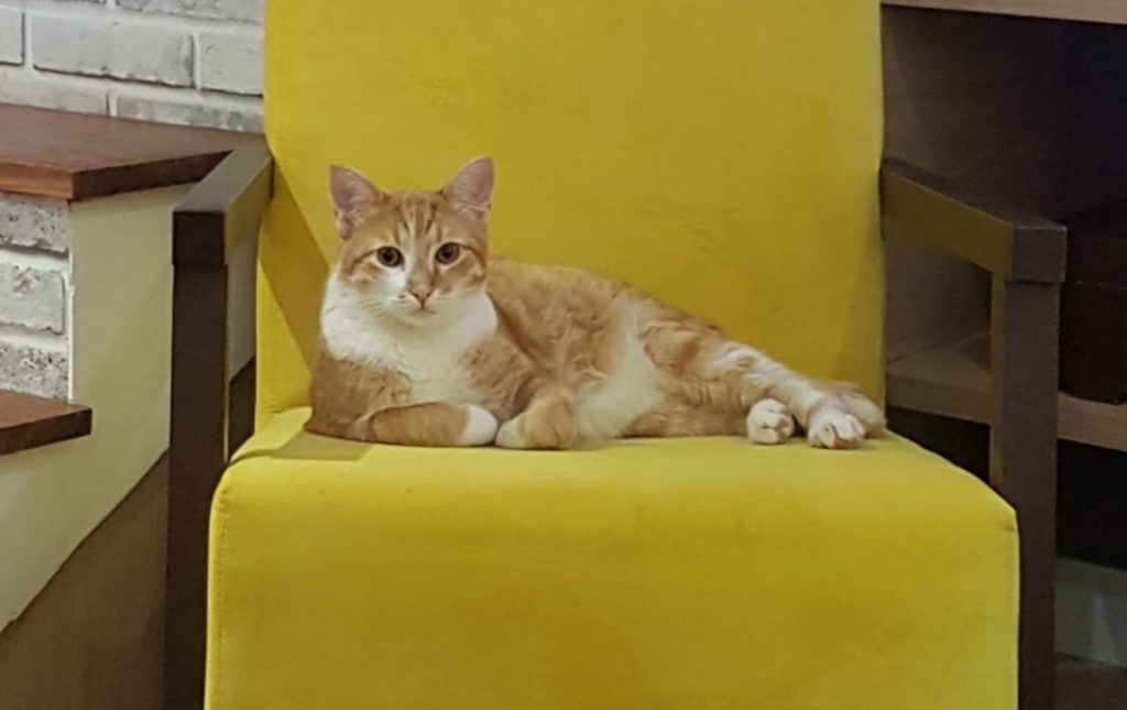 Gato ‘Ferrugem’ desapareceu no Bairro Canadá