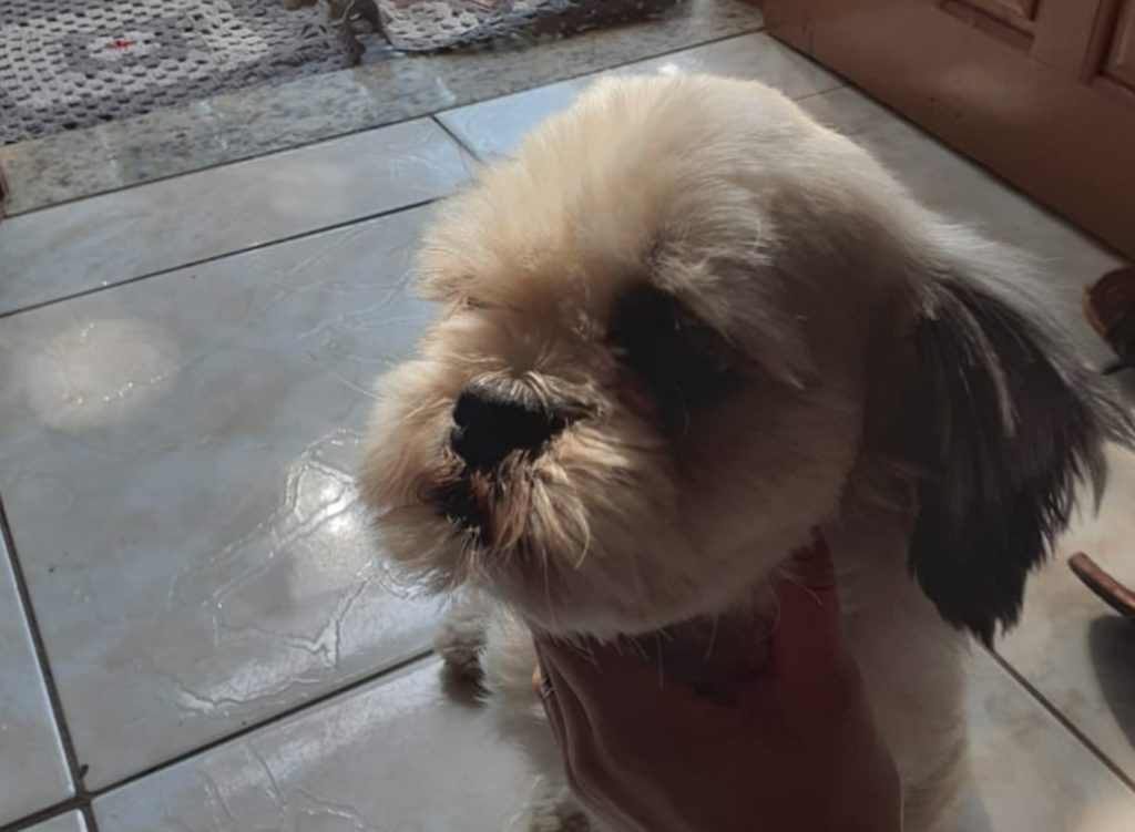 Cachorrinha foi encontrada no Bairro Canadá