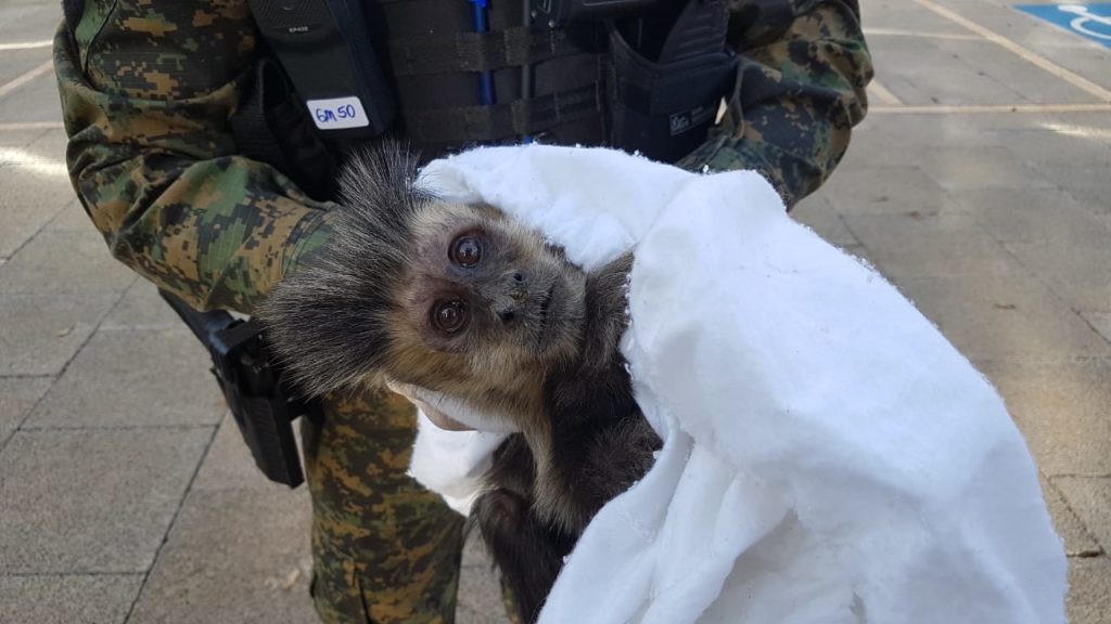 Macaco é capturado pela Patrulha Ambiental no Centro