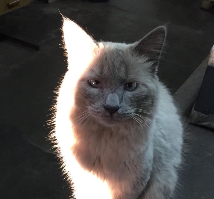 Gato desapareceu de residência localizada no Bairro Cataratas Imagem referente a Gato desapareceu de residência localizada no Bairro Cataratas