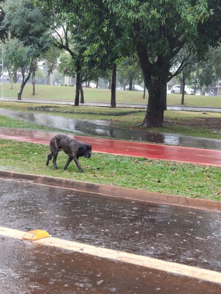 Cachorro está perdido na Praça do Migrante
